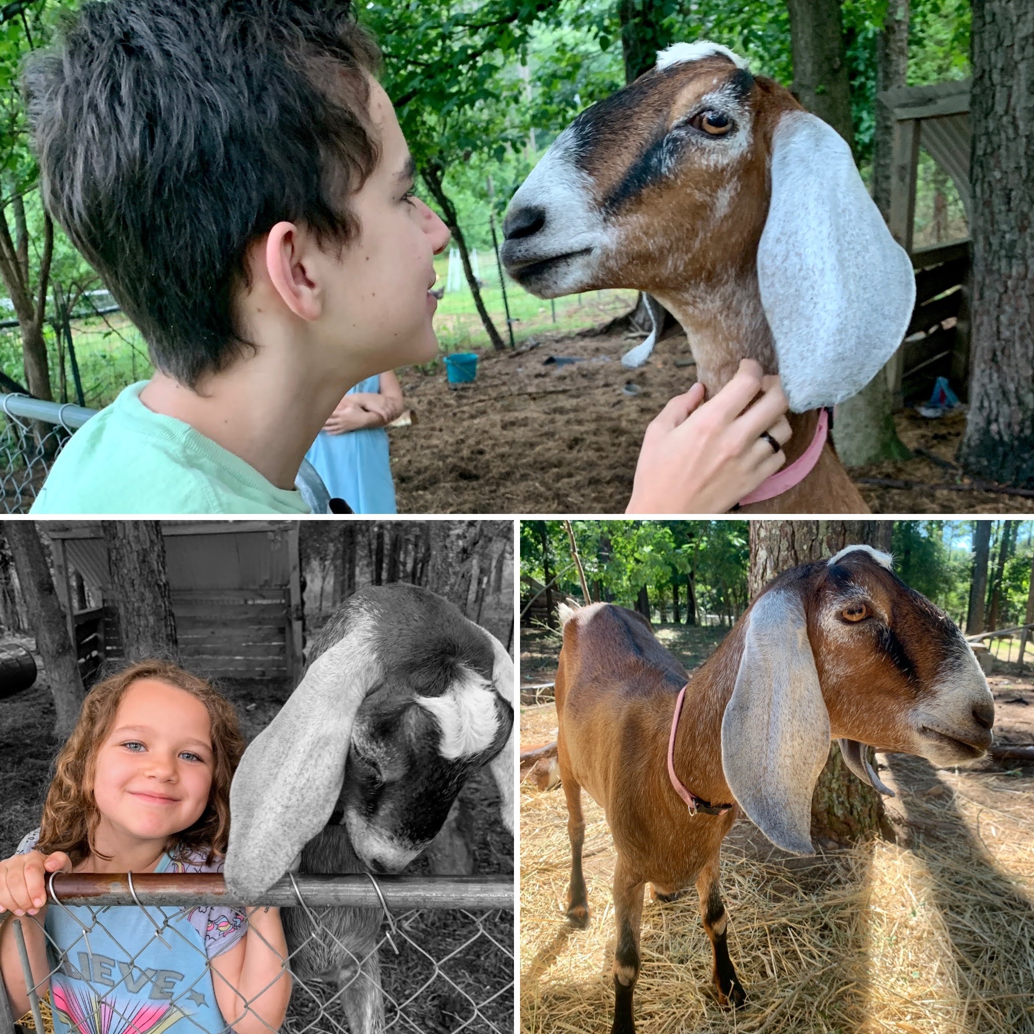 goats